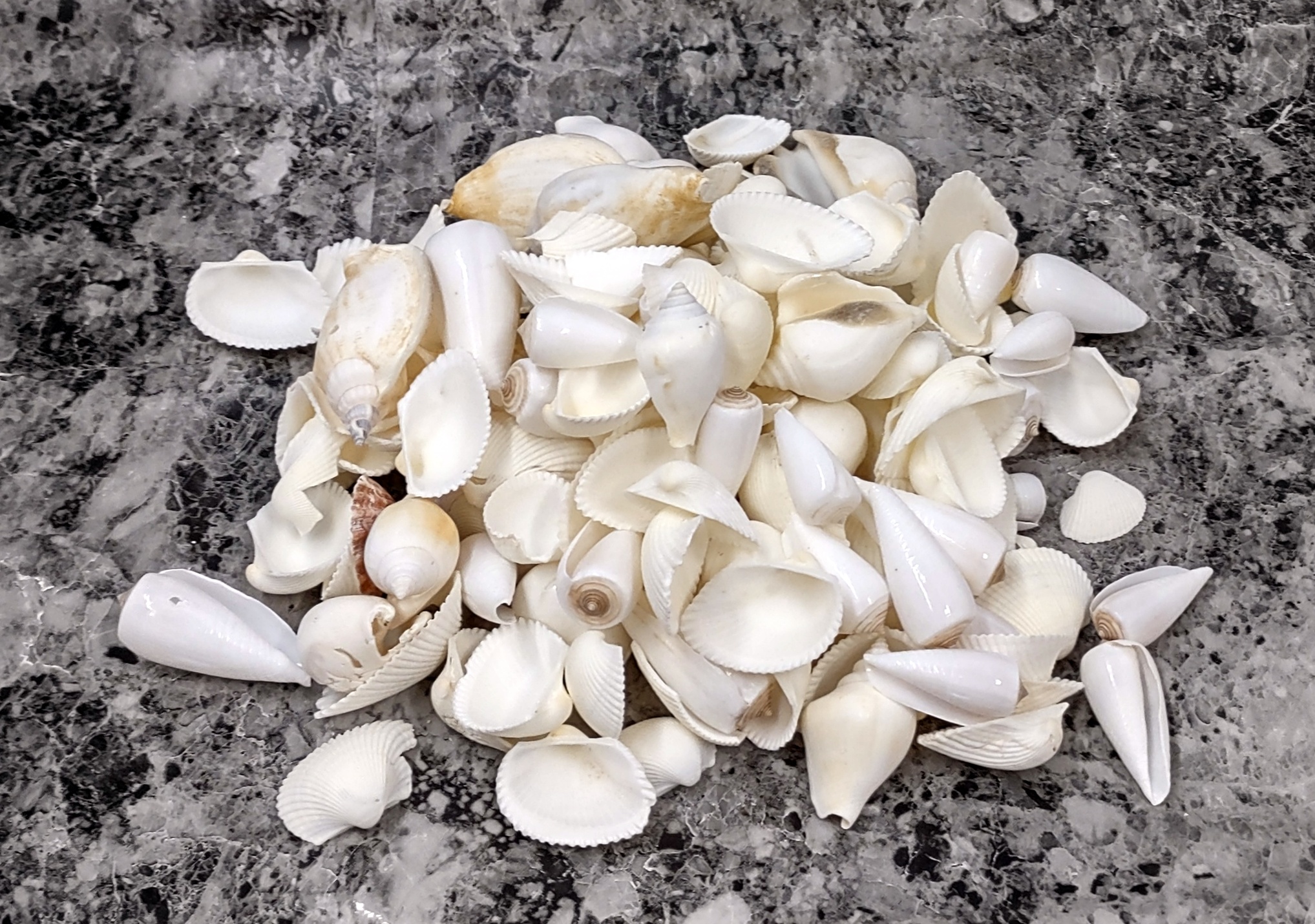 Small All White Shell Mix - 1kg