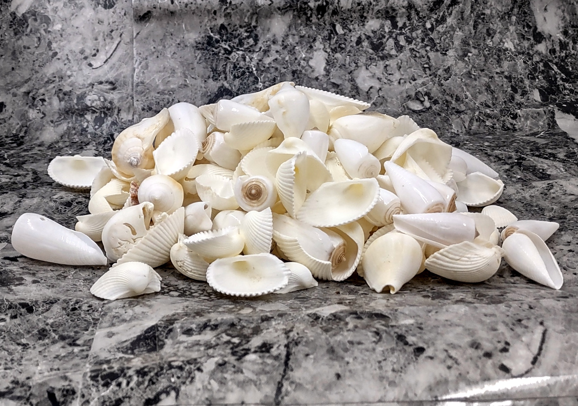 Small White Assorted Seashells for Crafts, 1/2 inch up to 2-1/2 inches