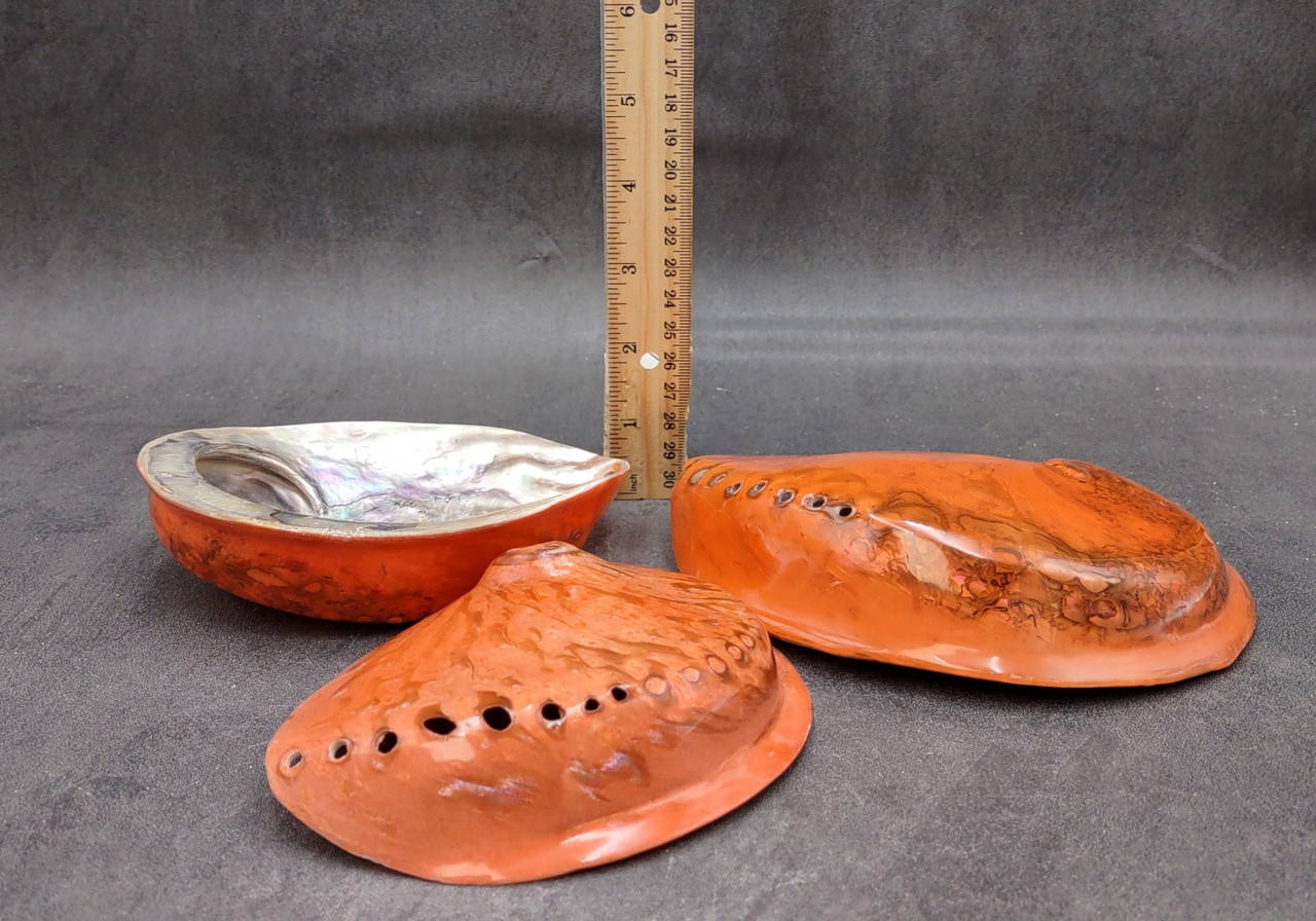 Polished Orange Midas Abalone Seashell Haliotis Midae (1 shell