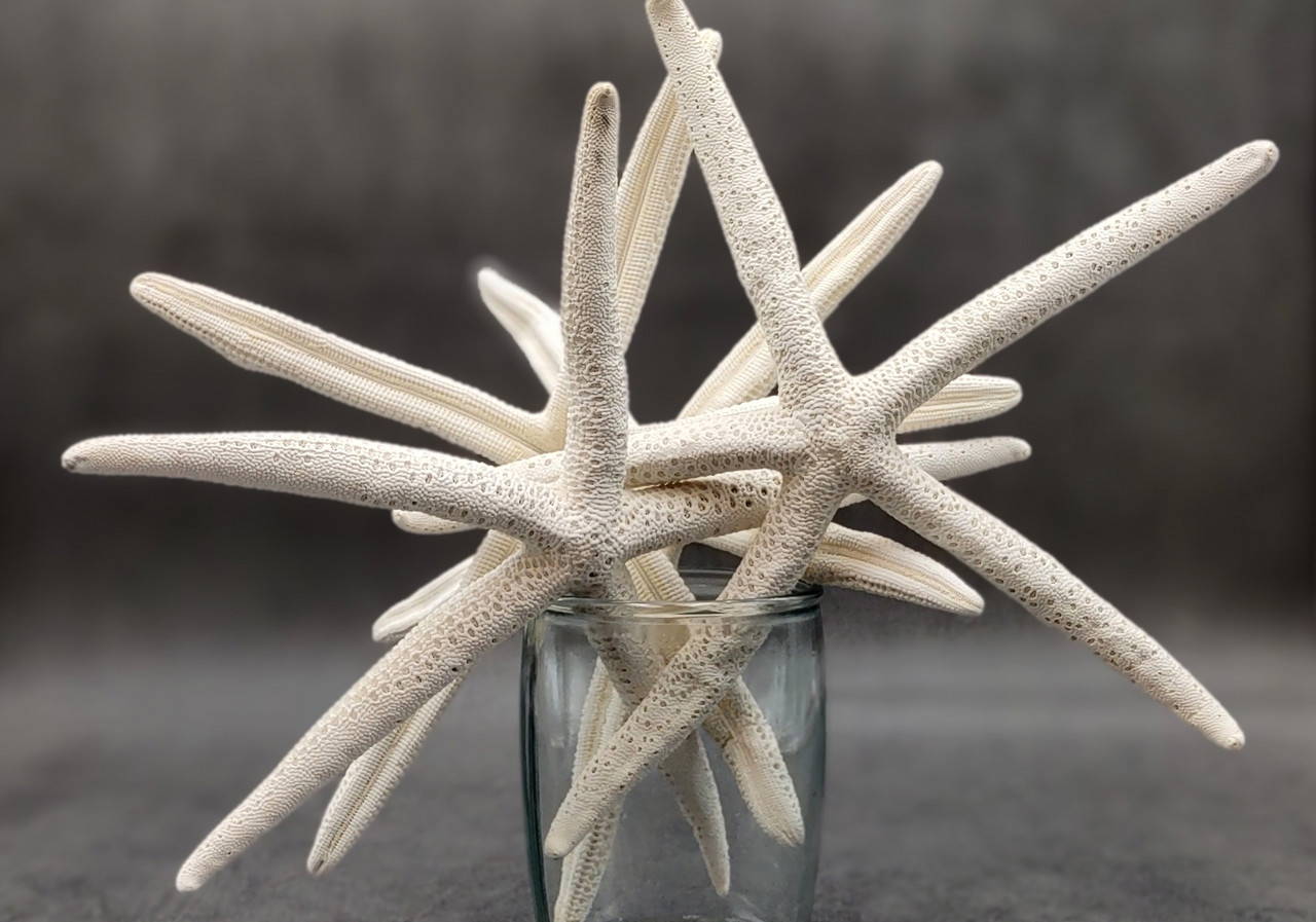 Finger Starfish White Linckia Laevigata (2 stars approx. 10-11+
