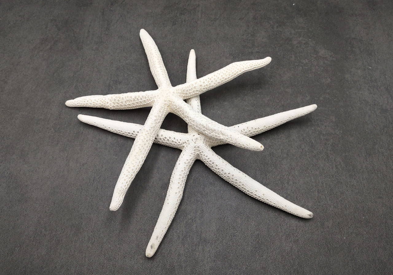 Finger Starfish White Linckia Laevigata (2 stars approx. 10-11+