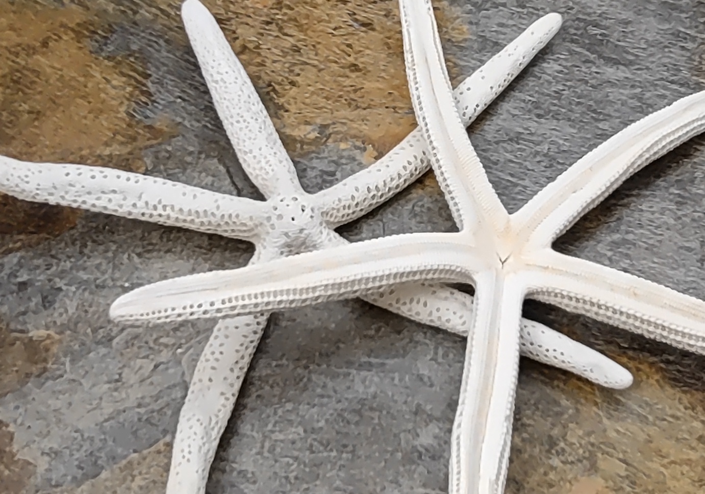Starfish | White Finger Starfish 4-5 | Nautical Crush Trading TM (10)