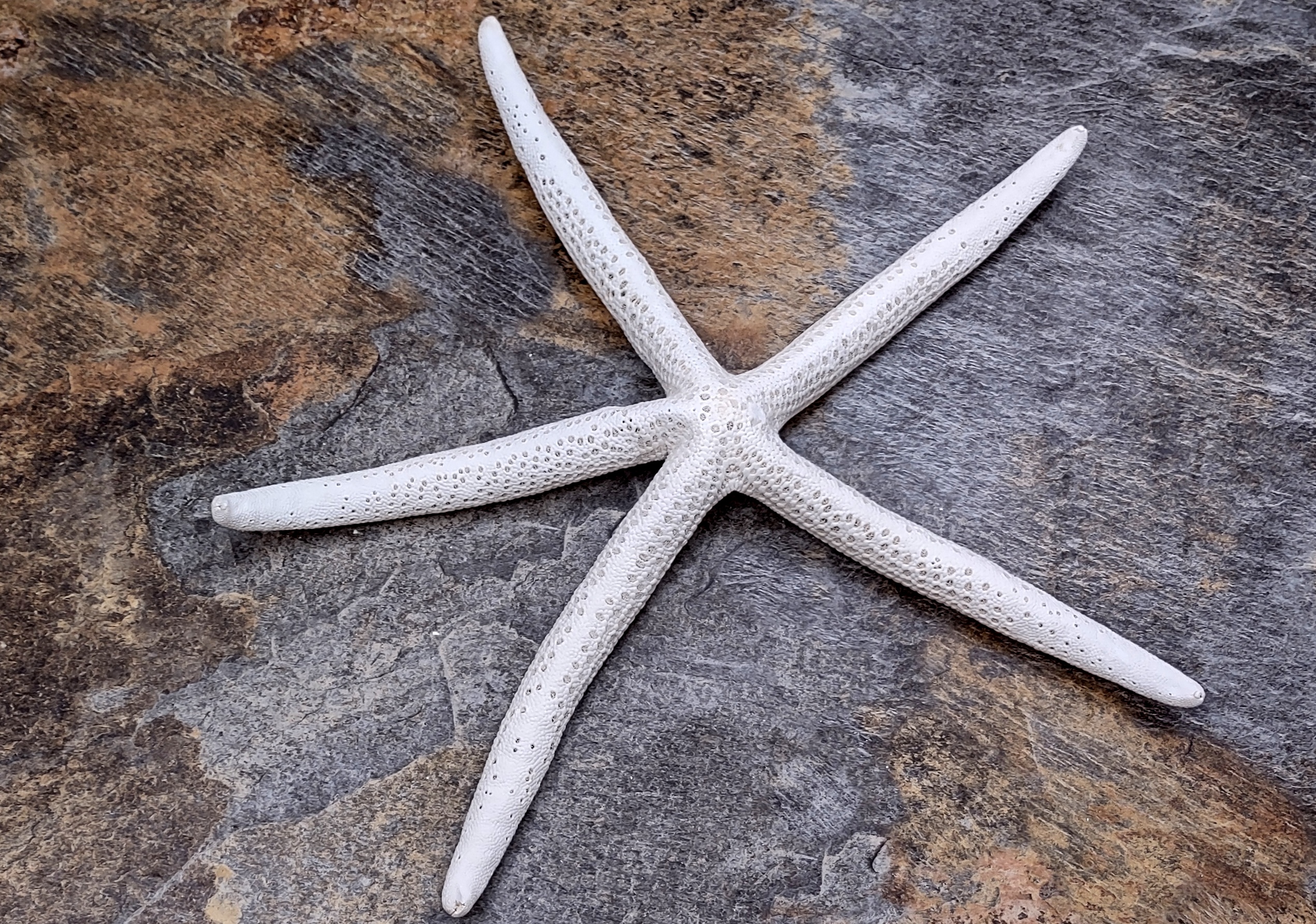 Starfish 10 Pack White Finger Starfish 4-5 for Craft and Décor