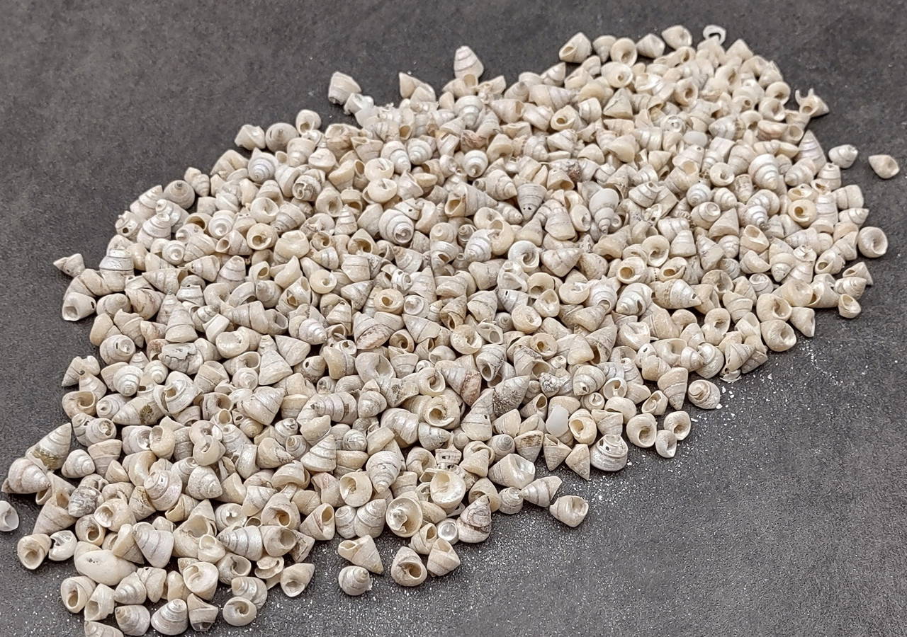 Tiny Venetian Pearl Trochus Seashells (approx. half cup +/-350