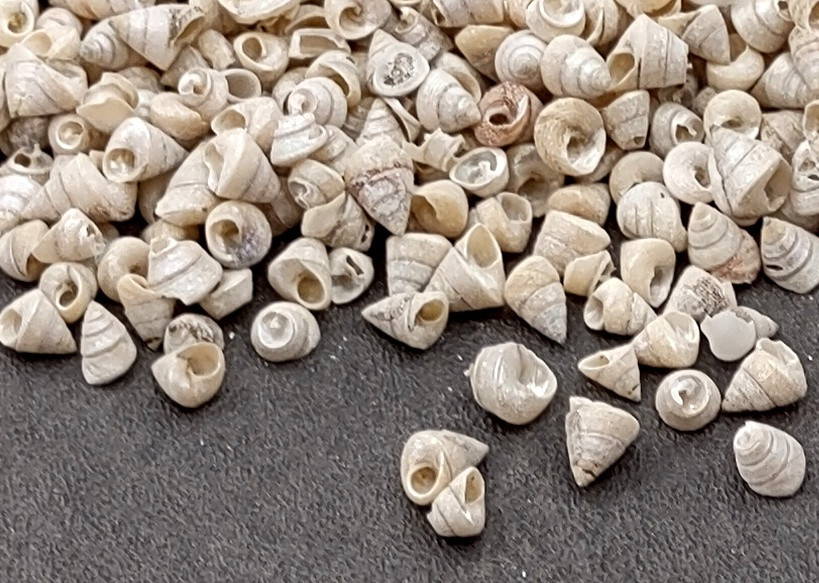 Tiny Venetian Pearl Trochus Seashells (approx. half cup +/-350