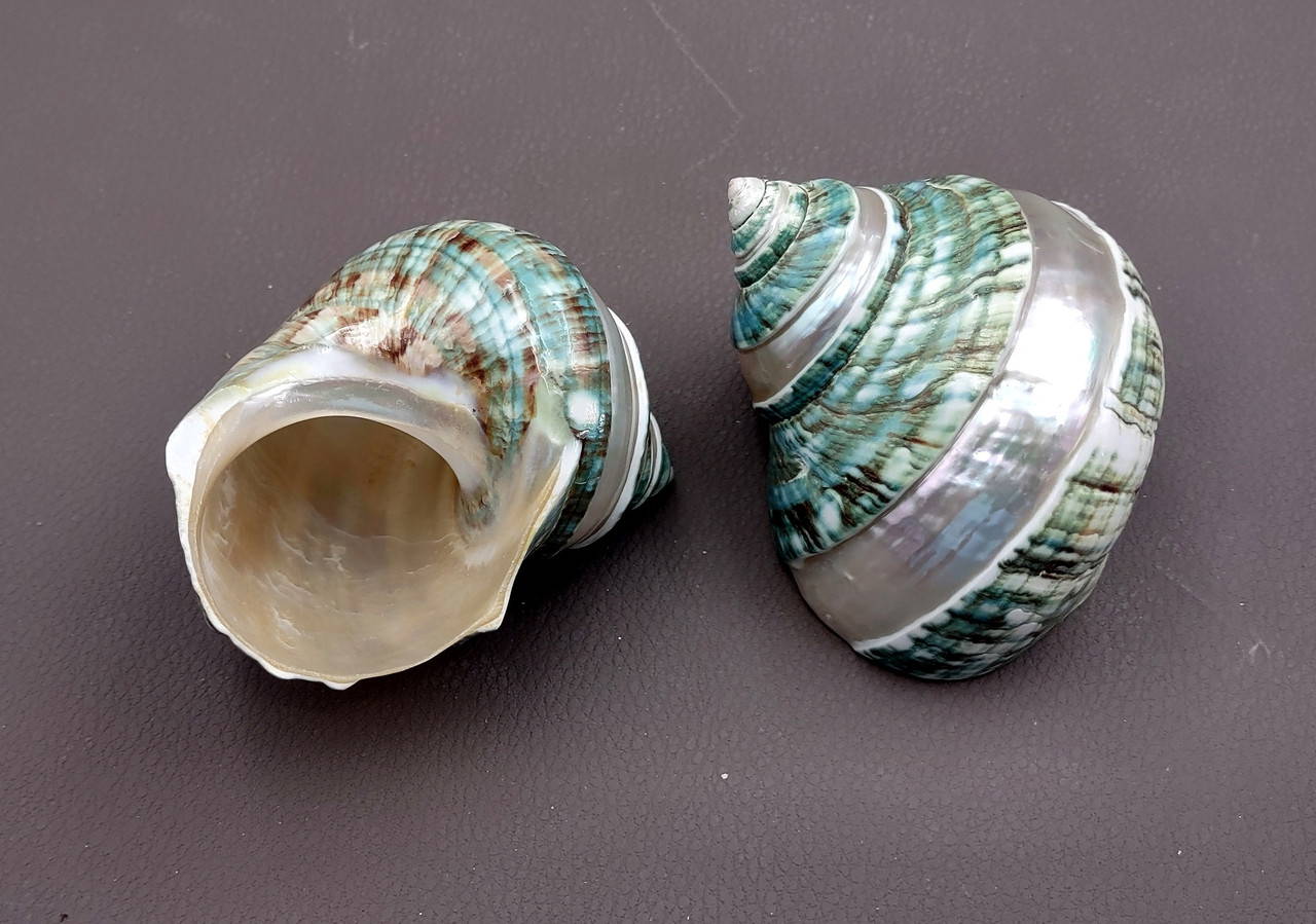 Polished Jade Green Turbo Seashell with Pearlized Stripe Turbo