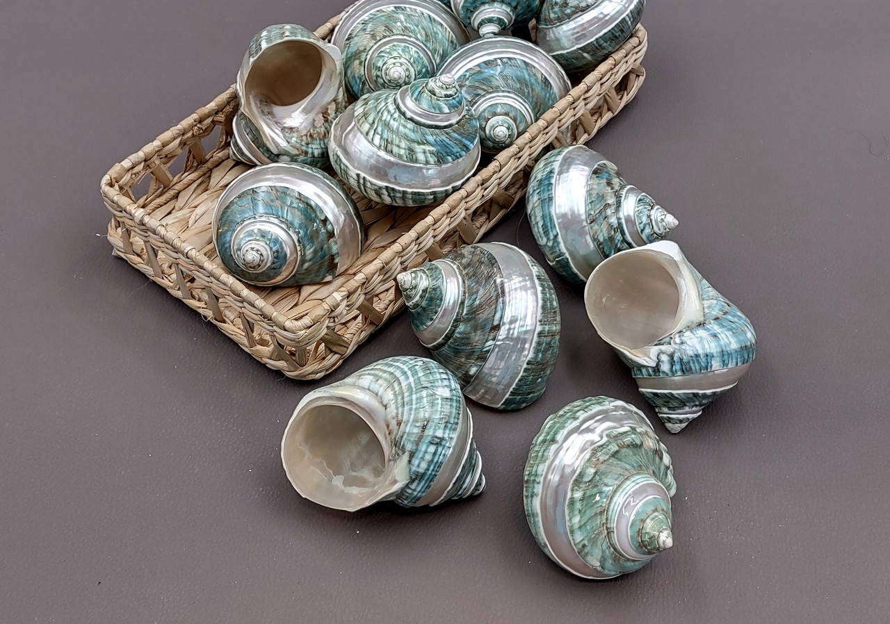 Polished Jade Green Turbo Seashell with Pearlized Stripe Turbo