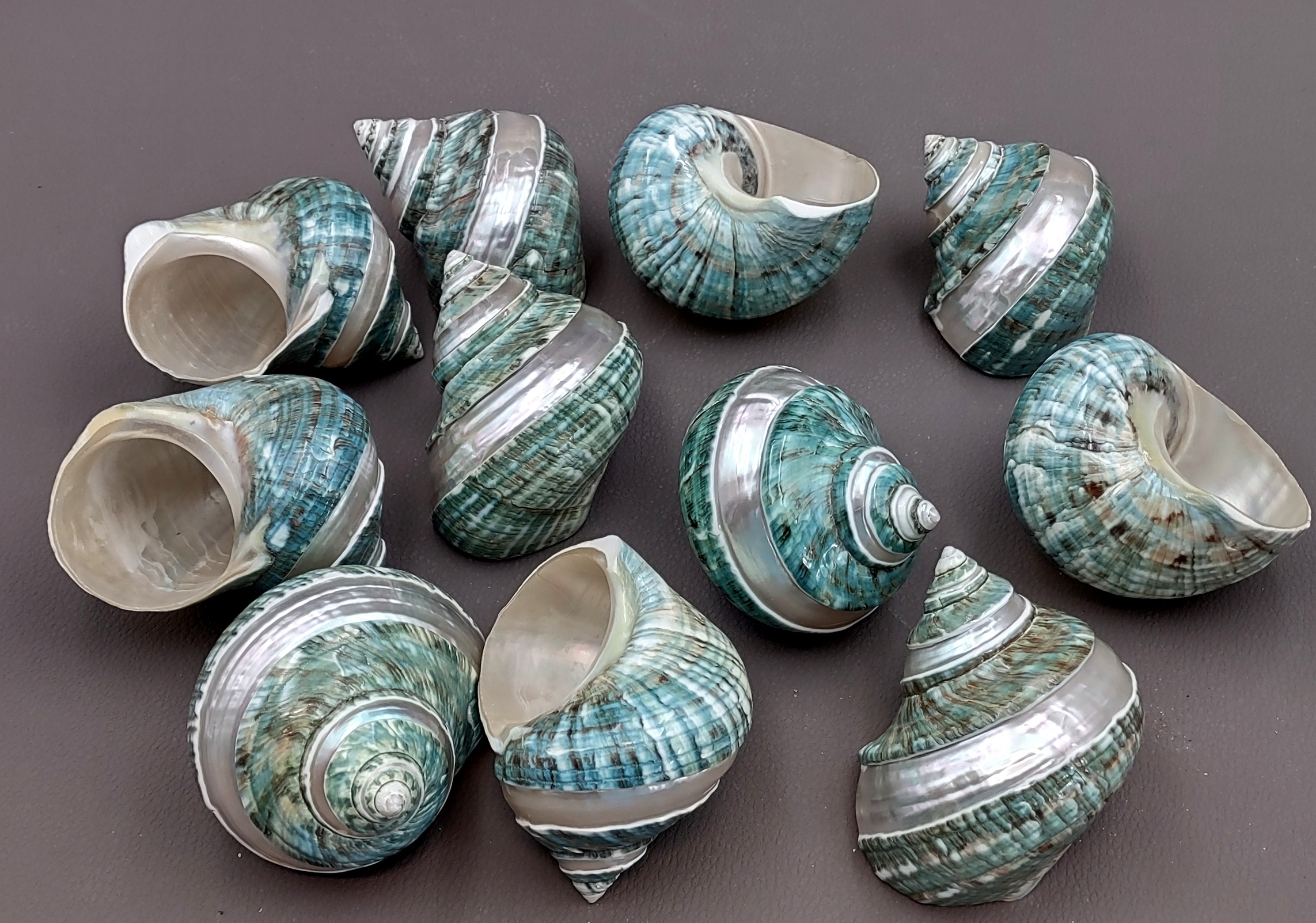 Jade Green Turbo Sea Shells Turbo Brunneus (10 shells approx. 1-2 inches)  Natural Green Shells for Hermit Crab Home, Display & Collecting!