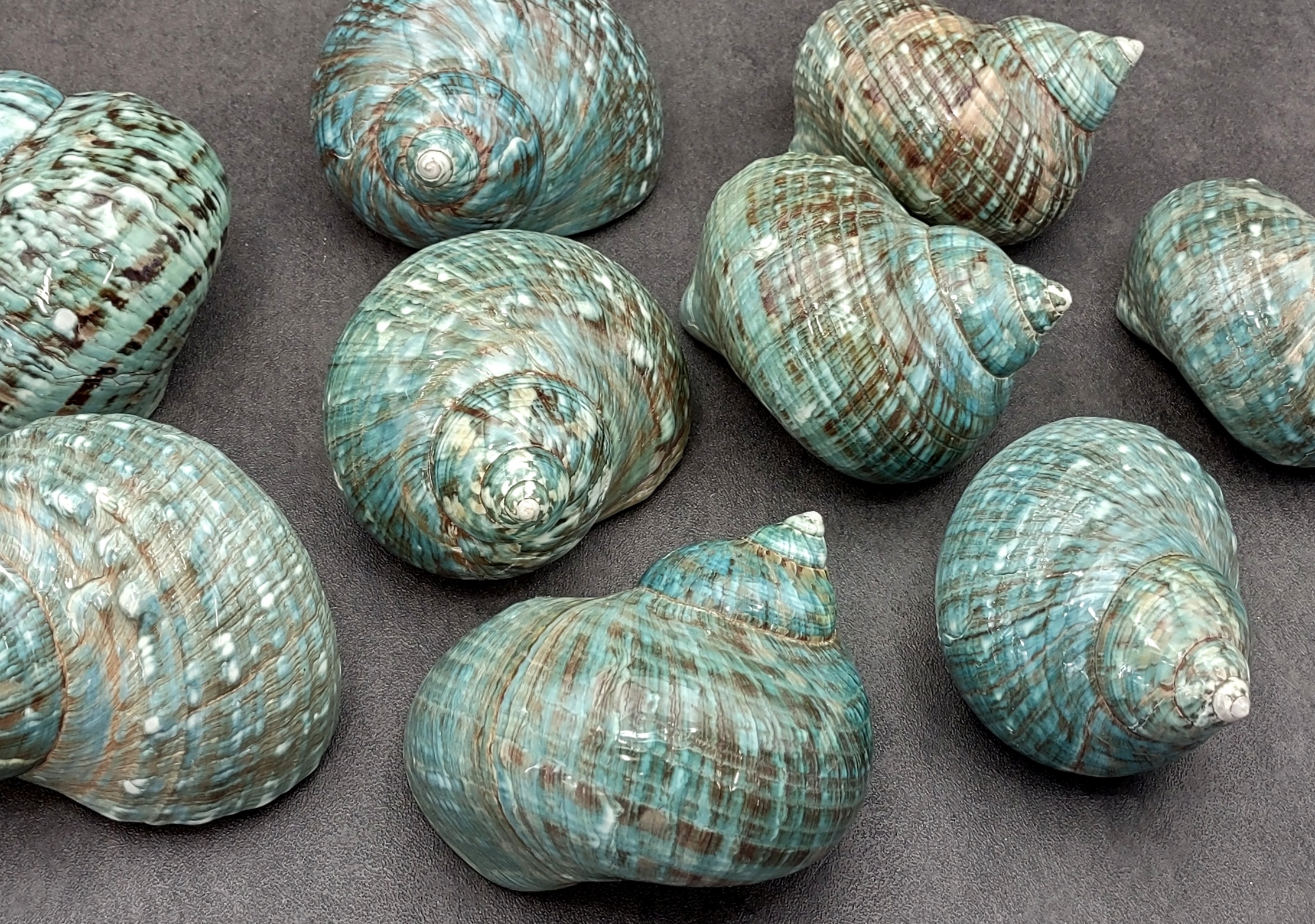 Jade Green Turbo Sea Shells Turbo Brunneus (10 shells approx. 1-2 inches)  Natural Green Shells for Hermit Crab Home, Display & Collecting!