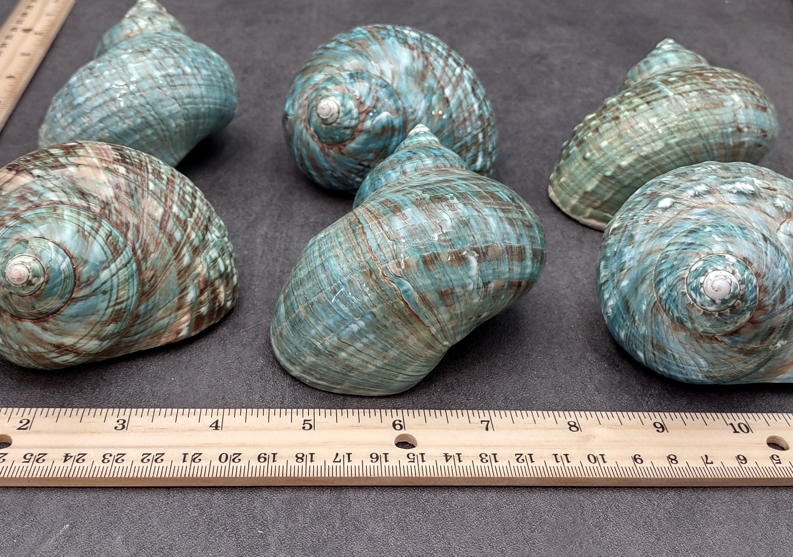 5PCS Green Turbo with Two Pearl Bands, Real Hermit Crab Sea Shells Jade  Green Banded Turbo Shell Hermit Crab House for Décor