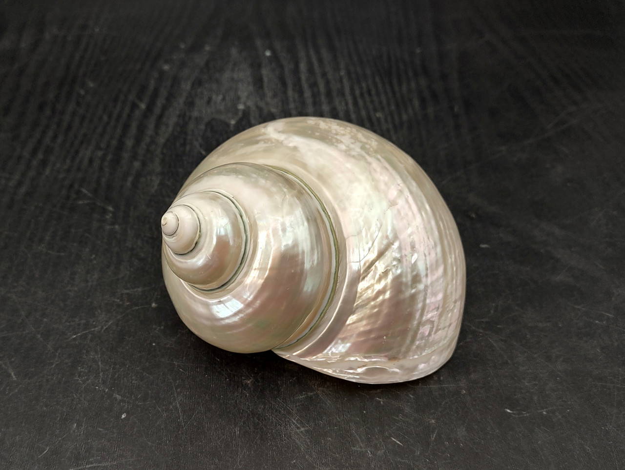 Pearlized Jade Turbo Seashell Silver Turbo Burgessi (1 shell