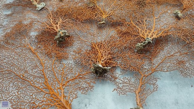 Red-Orange Sea Fan Coral - Echinogorgia SP - (1 seafan approx. 5