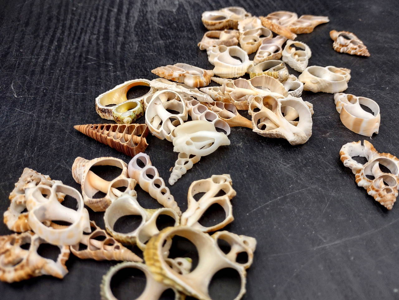 Center Cut Sliced Medium Seashell Assortment (10 shells approx
