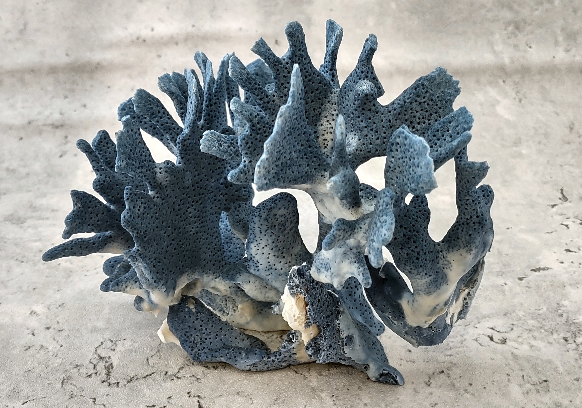 Coastal Nautical Blue Coral Specimen