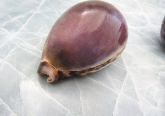 Purple Top Cowrie Shell