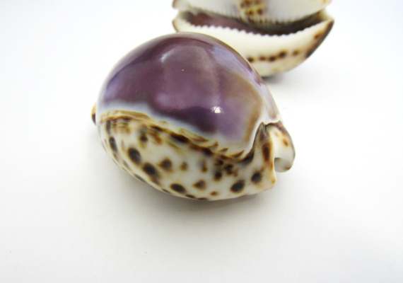 Purple Top Cowrie Shell