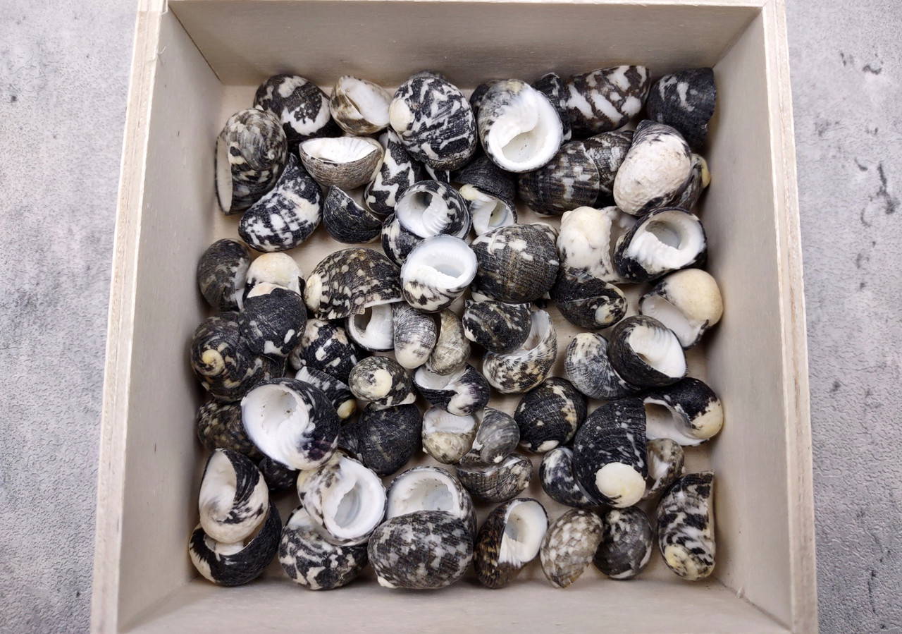 no.0468 ブラックカットとSea shell Black Moon Seashells Nerita Peloronta (approx. half cup +/-45