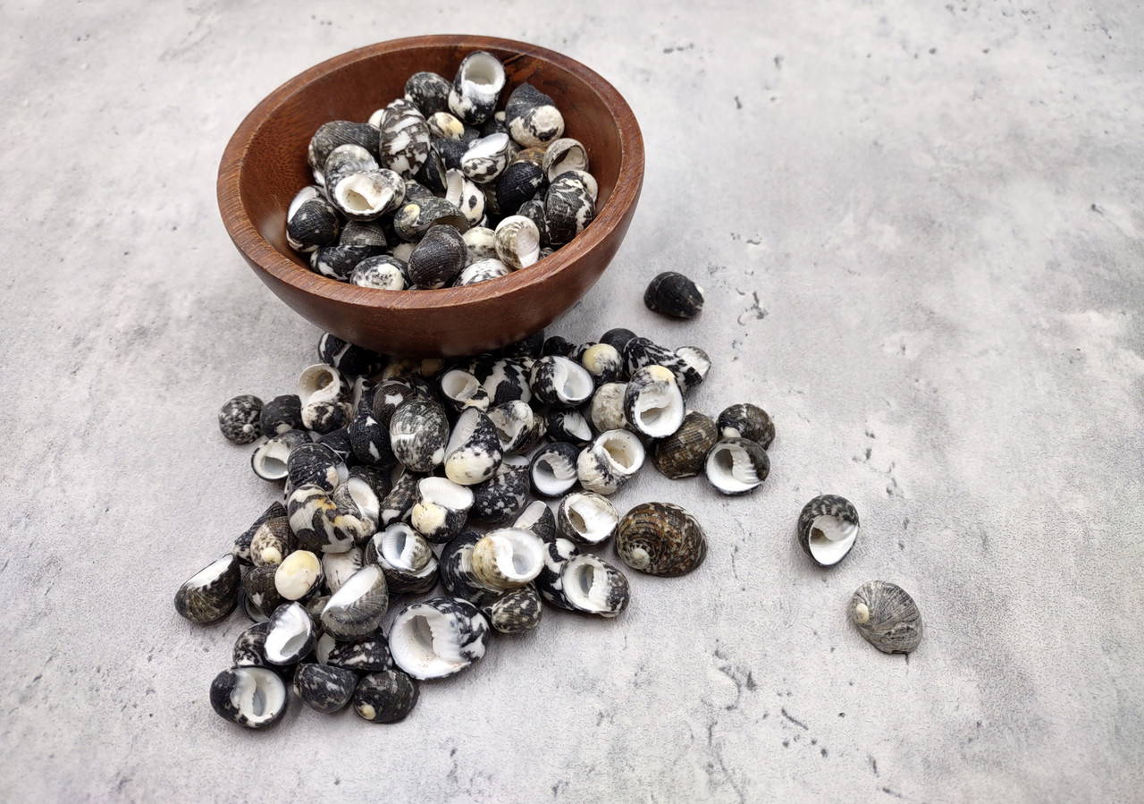 Black Moon Seashells Nerita Peloronta (approx. half cup +/-45