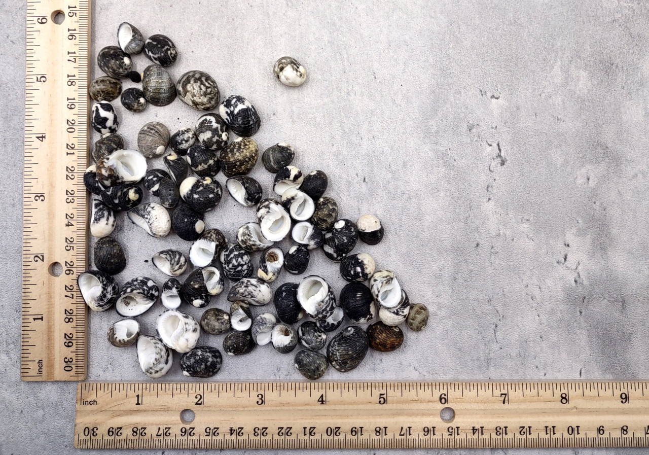 no.0468 ブラックカットとSea shell Black Moon Seashells Nerita Peloronta (approx. half cup +/-45