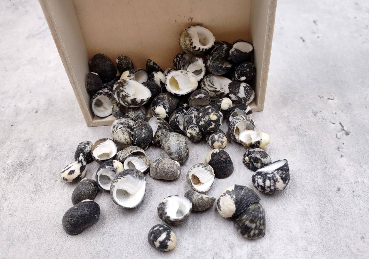 Black Moon Seashells Nerita Peloronta (approx. half cup +/-45