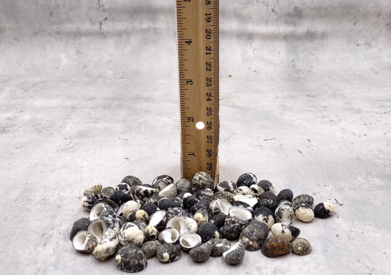 Black Moon Seashells Nerita Peloronta (approx. half cup +/-45