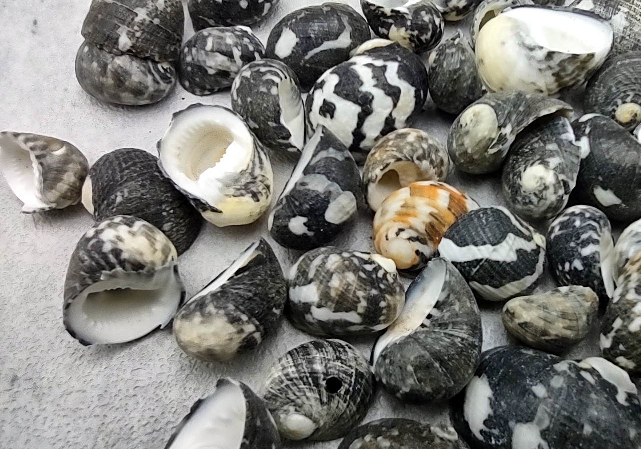 Mixed Nerita Snail Small Shells Seashells Black Brown White ZigZag