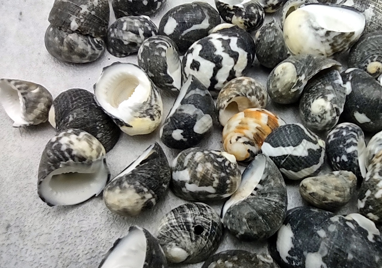 Sea Shells Mixed Beach Seashells - Various Sizes up to 2 Shells -Bag of  Approx. 50 Seashells