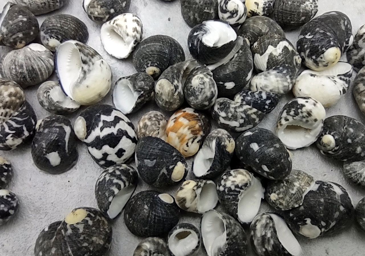 Mixed Nerita Snail Small Shells Seashells Black Brown White ZigZag