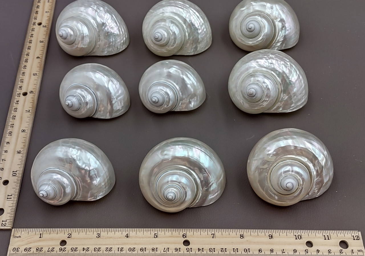Pearlized Jade Turbo Seashell Turbo Burgessi (1 shell 3+ inches