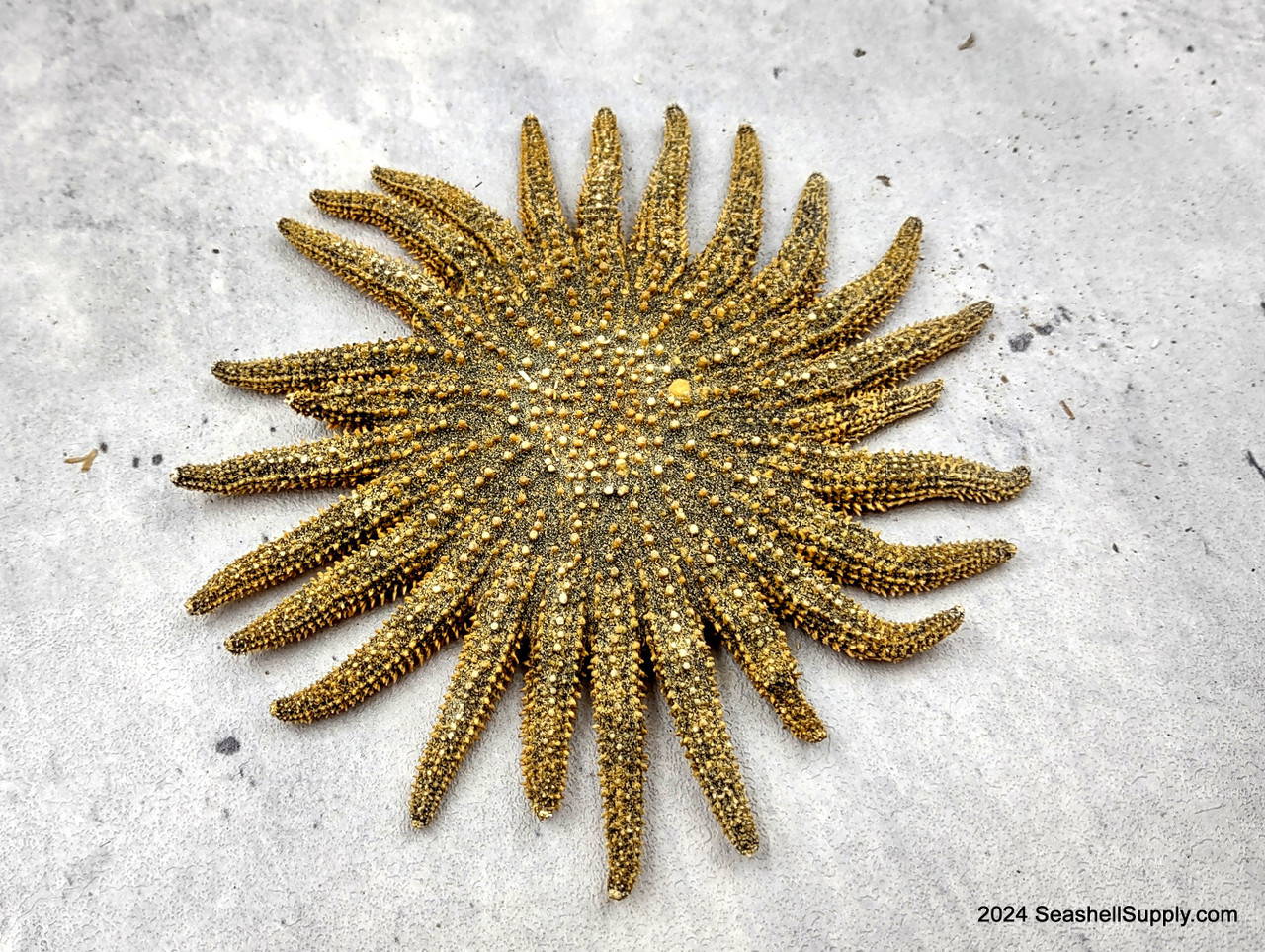 Mexican Sun Star Heliaster Kubiniji (1 starfish approx. 4+ inches