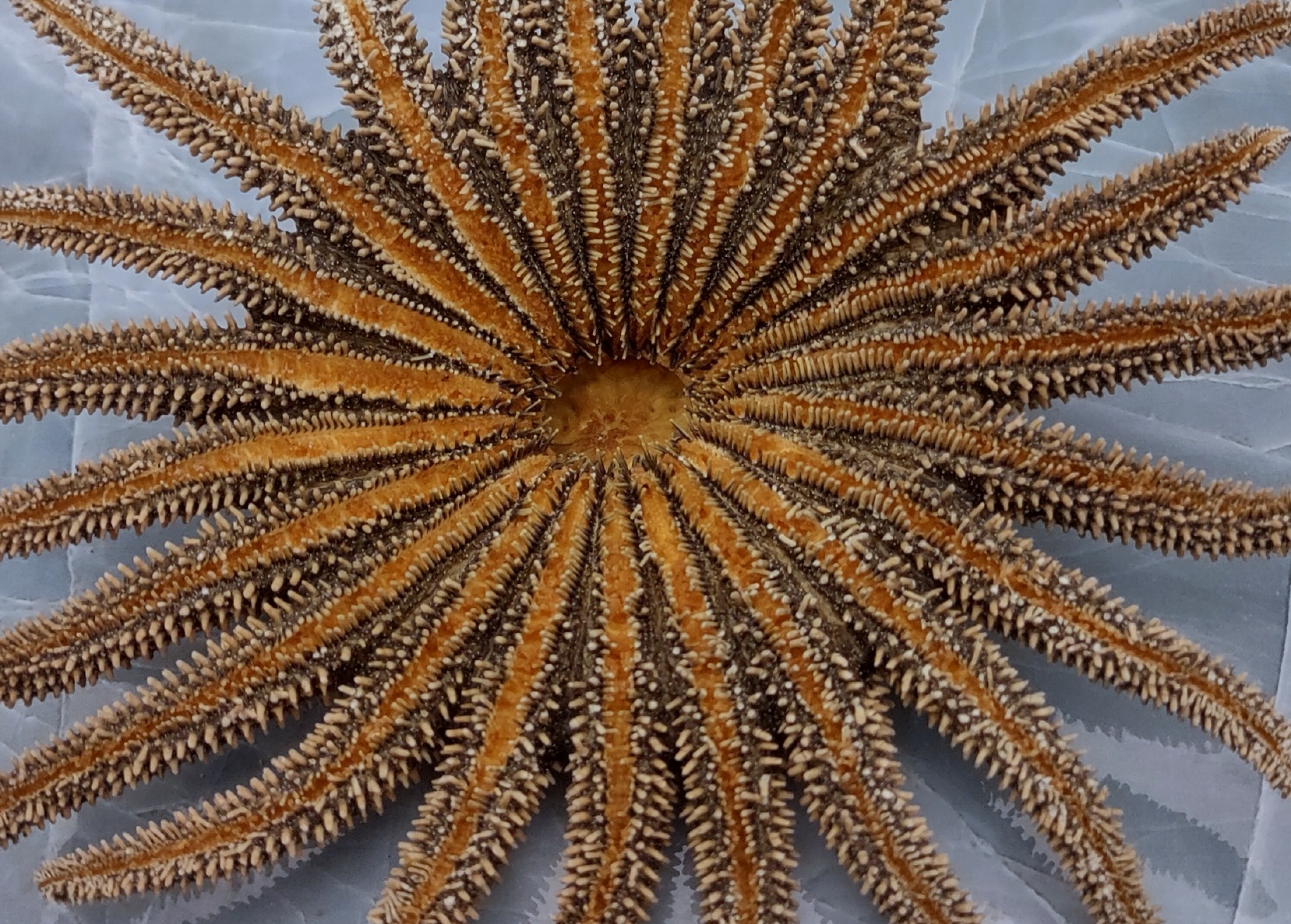 Red-Orange Sea Fan Coral - Echinogorgia SP - (1 seafan approx. 5