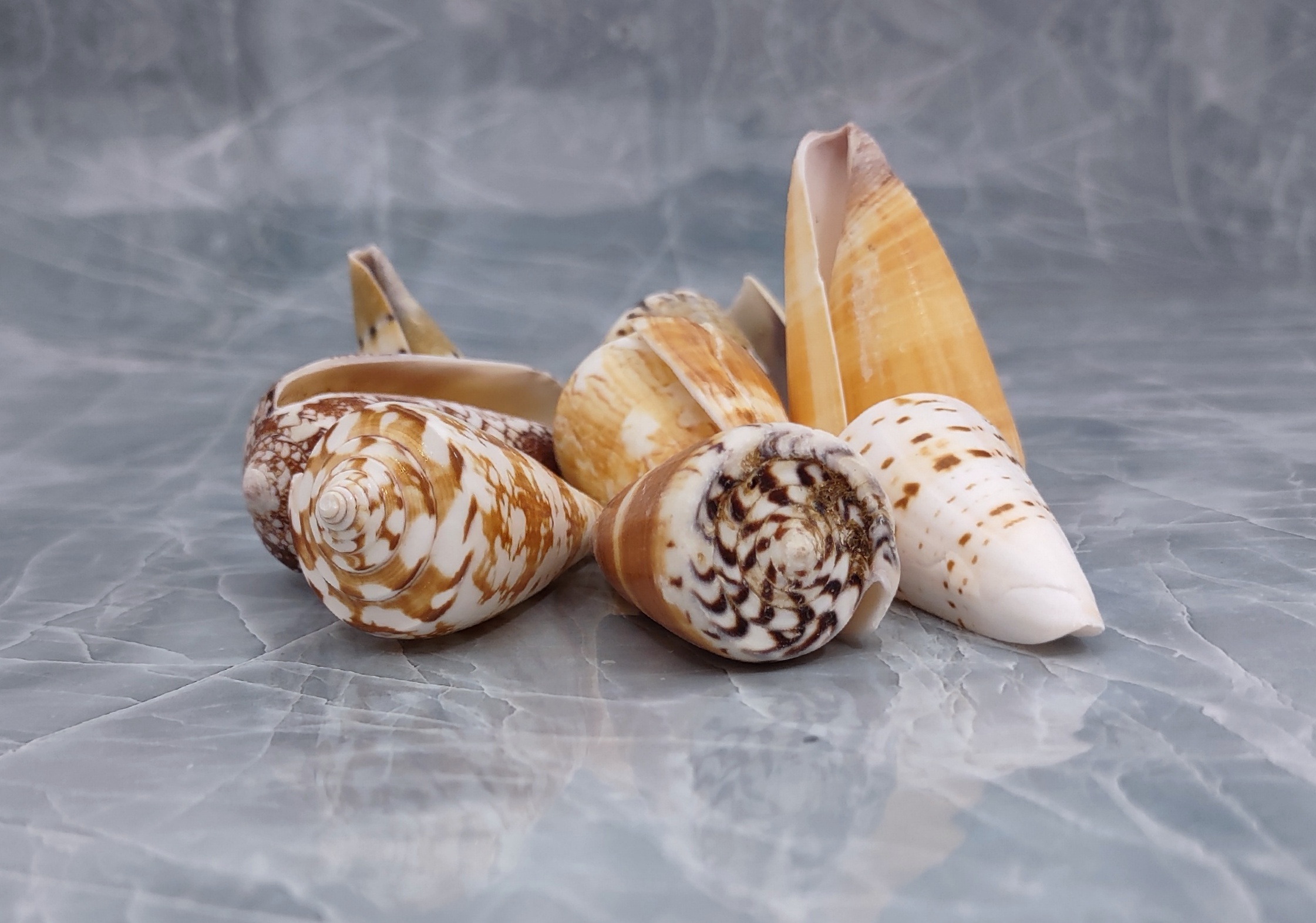 Small Seashell Assorted Ocean Mix (approx. 1 cup 35-40 shells .50-1.75  inches)