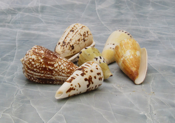 Cone Seashell Small Assorted Mix (6 shells approx. 1.5+ inches)