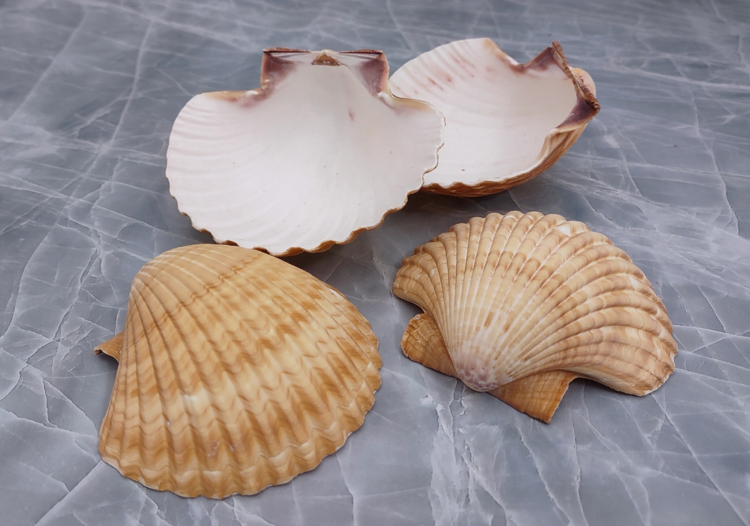 Yellow Cup Scallop Shells - Mexican Pecten Vogdesi - (4 shells approx.  2.5-3 inches)