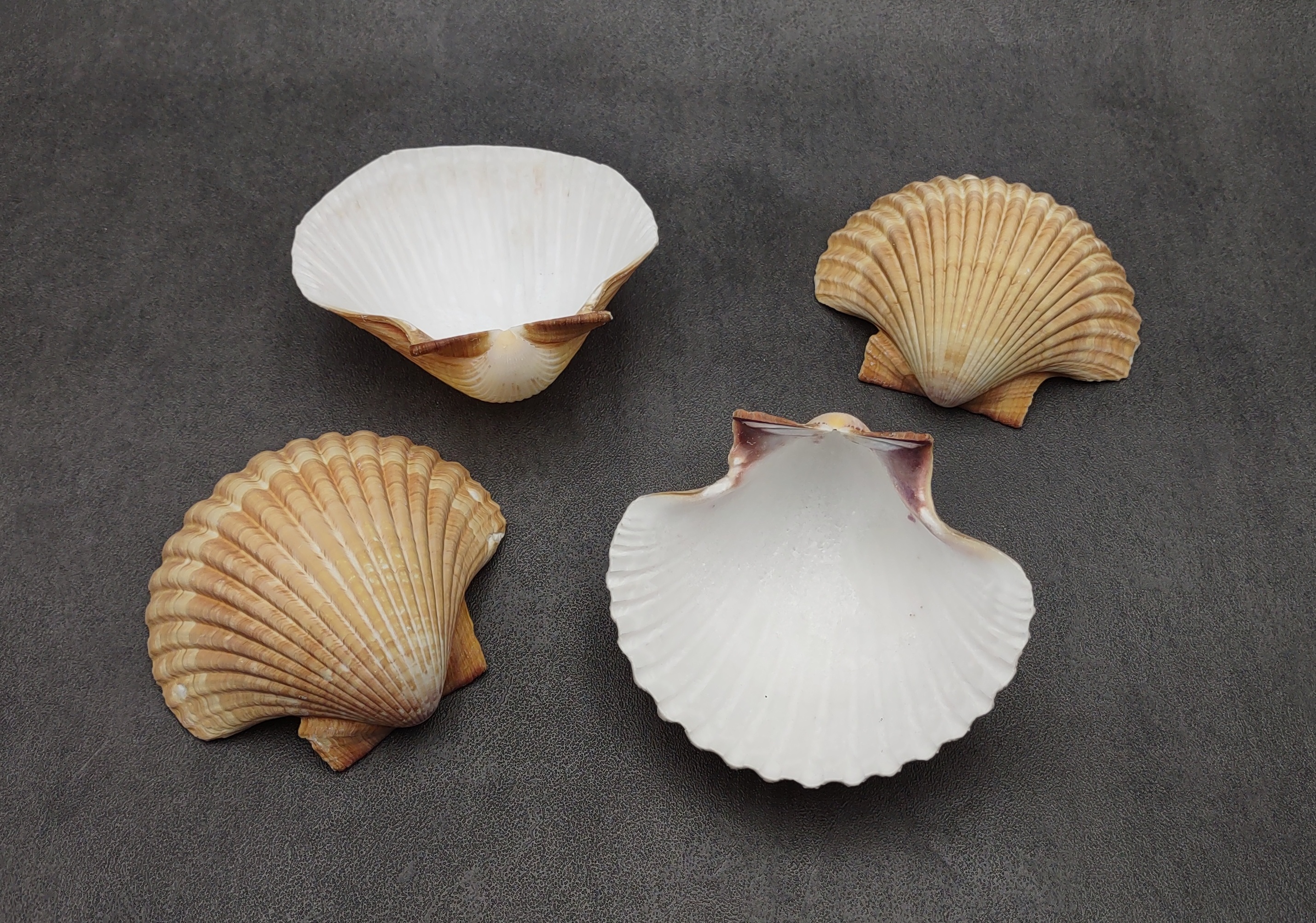 Yellow Cup Scallop Shells - Mexican Pecten Vogdesi - (4 shells approx.  2.5-3 inches)