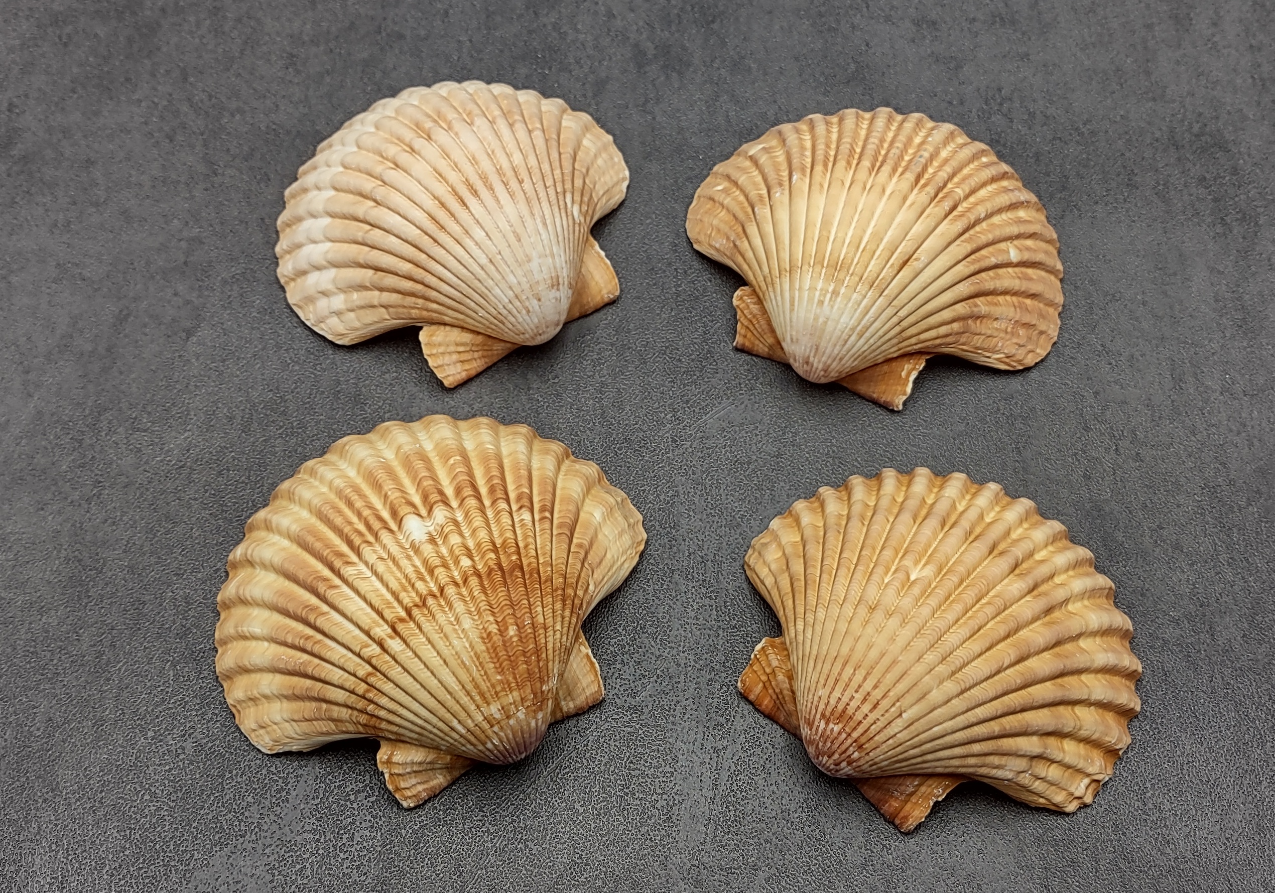 Noble Scallop Seashells - Pecten Nobilis - (10 shells approx. 1.5