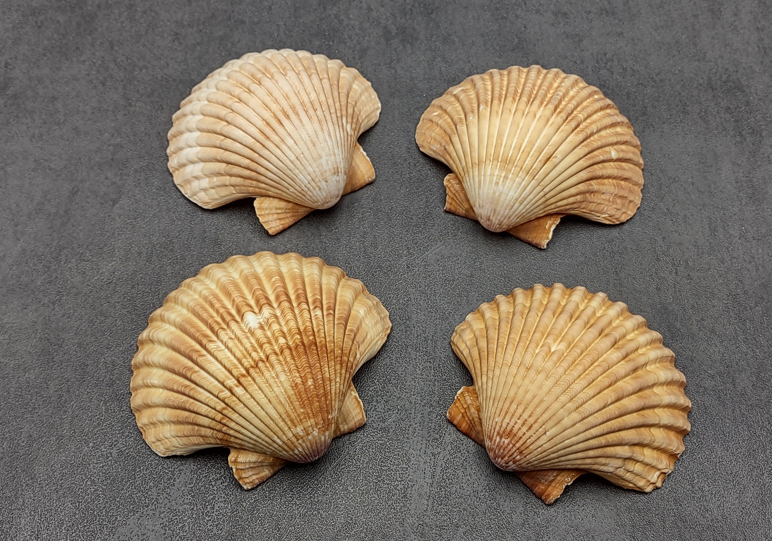 Lot of 4 Yellow Cup Scallop Sea Shell Real Natural Seashell Craft Supplies