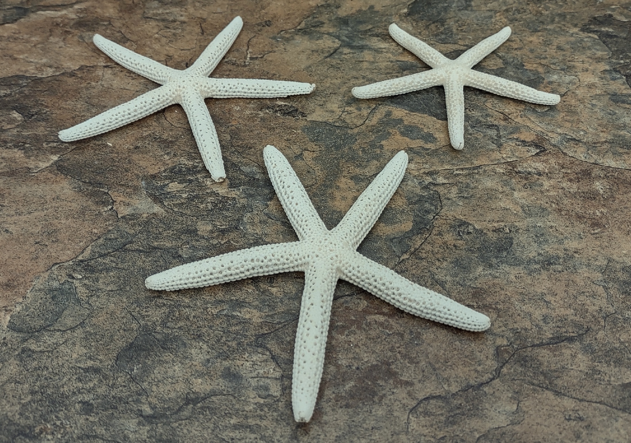 White Finger Starfish & White Sand Dollar Collection