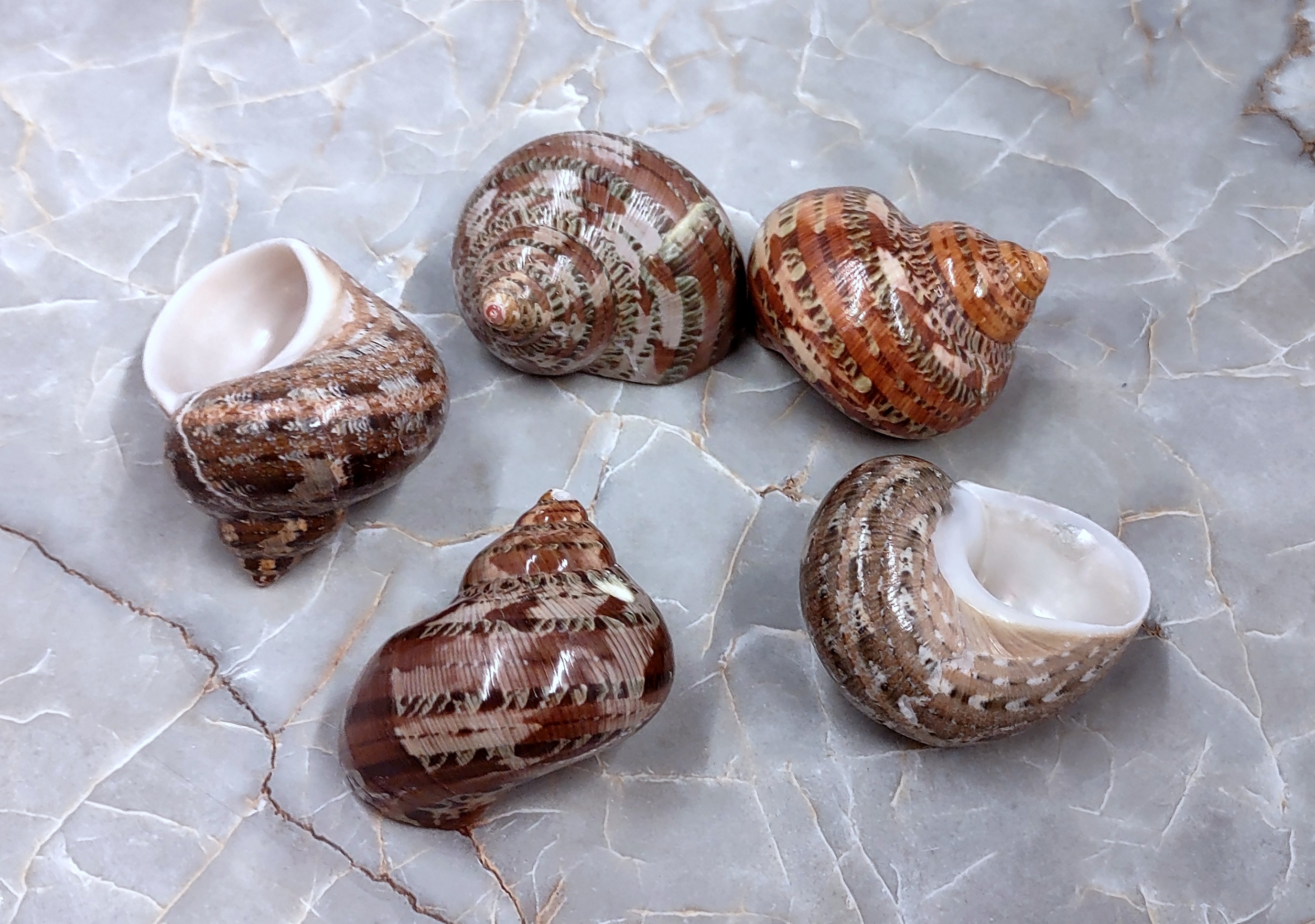 Natural LIMPET SHELLS Polished Sea Shells Beach Craft Shell, Art
