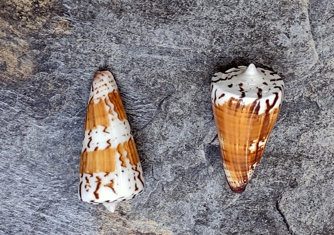 General Cone Polished - Conus Generalis - (2 shells approx. 1.5