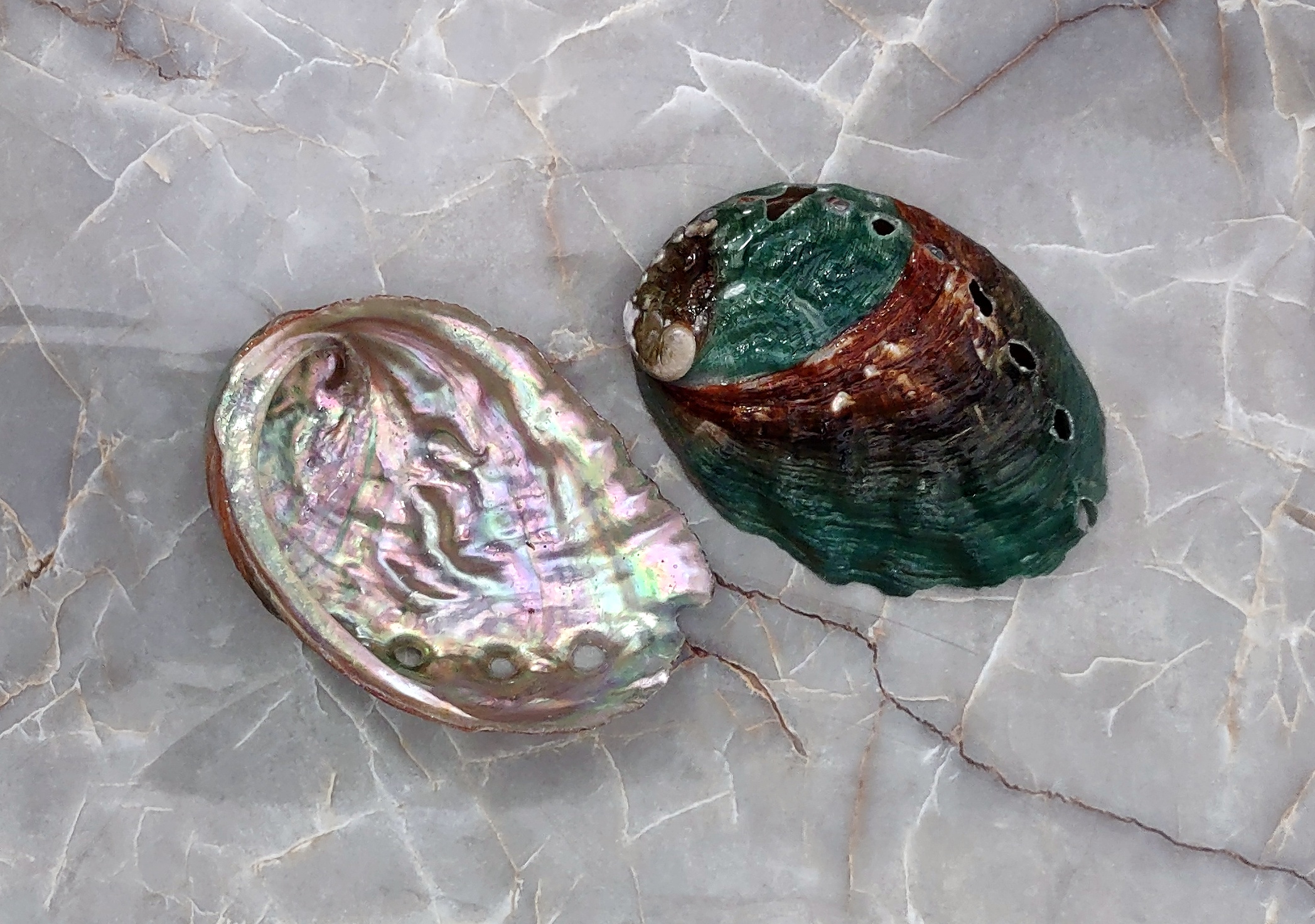 Korean Abalone Seashell - Northern Abalone - Pinto Abalone - Haliotis  Kamchatskana - (1 shell approx. 2.5-3 inches)