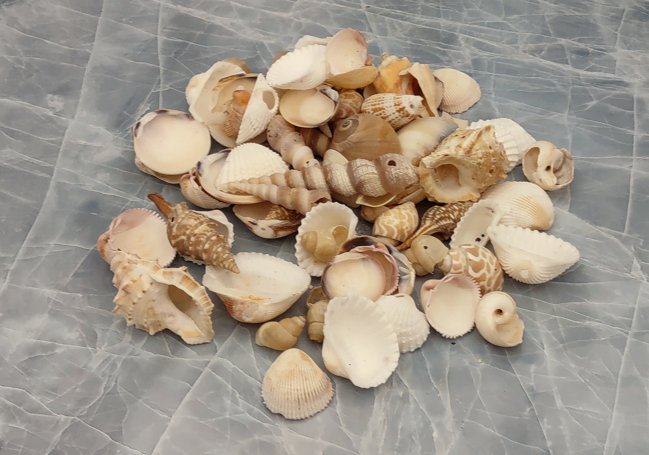 PEPPERLONELY Small Drilled Shell Mix Sea Shells, 6 OZ Apprx. 60+ PC Shells,  1-1/2 Inch