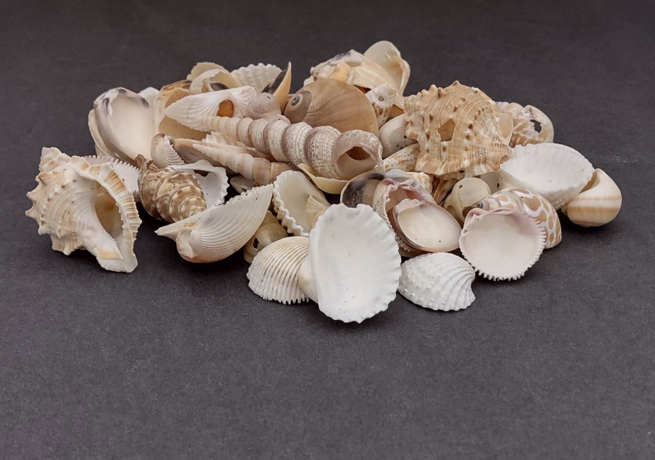 Extra Small Seashell Assorted Ocean Mix (approx. 1 cup, 65-75 shells  .50-.75 inches)