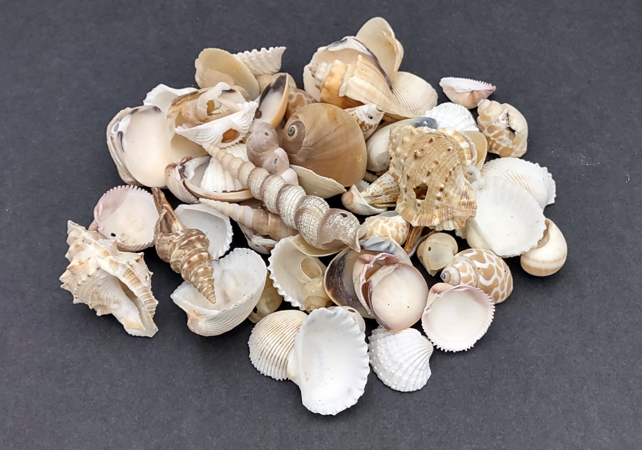 Tiny Seashell Assorted Ocean Mix For Crafts (approx. 750-800 shells .25-.50  inches)