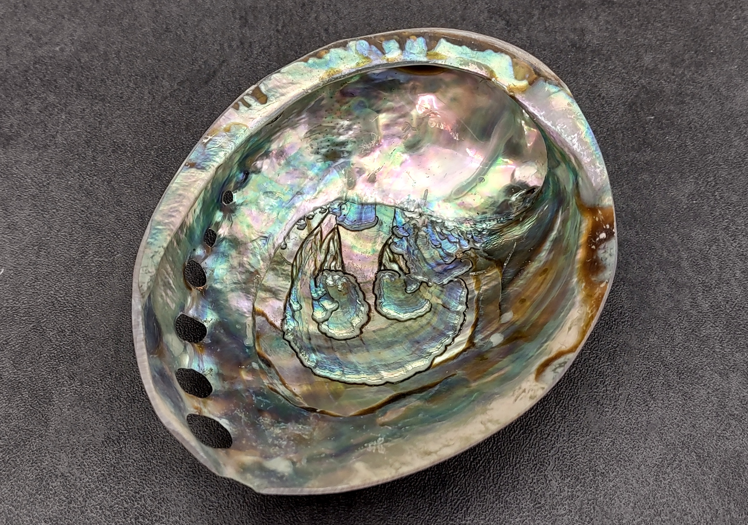 Green Abalone Sea Shell - Ace of Vase