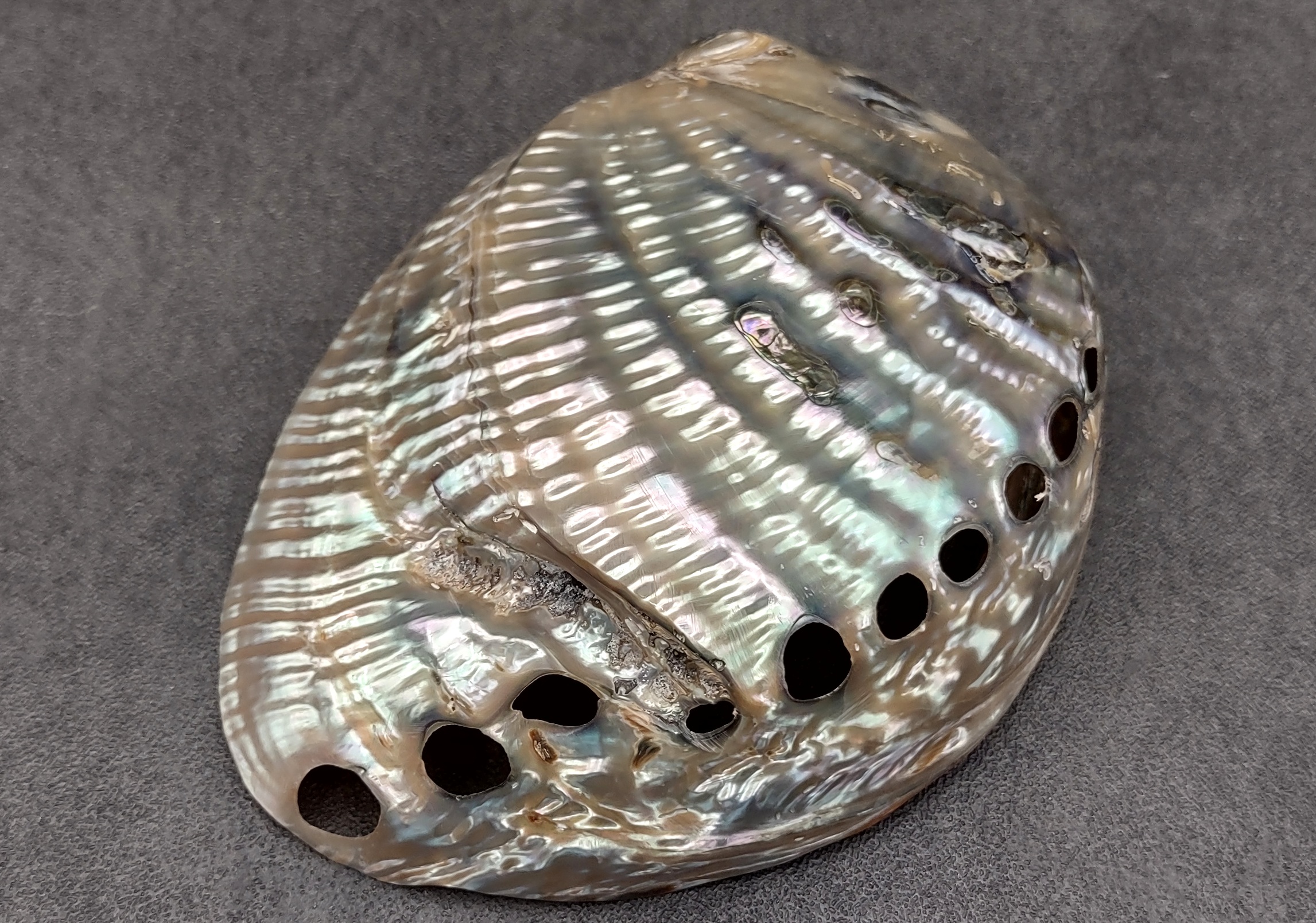 Green Abalone Sea Shell - Ace of Vase