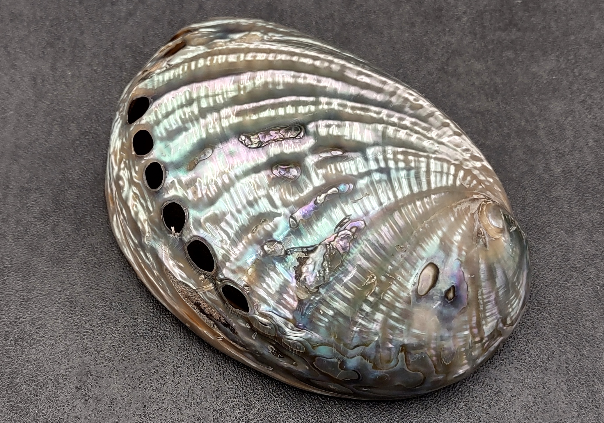 Polished Silver Green Abalone Seashell Haliotis Fulgens - (1 shell 4.5+  inches) - Natural Shell Polished to reveal hidden detail! B GRADE