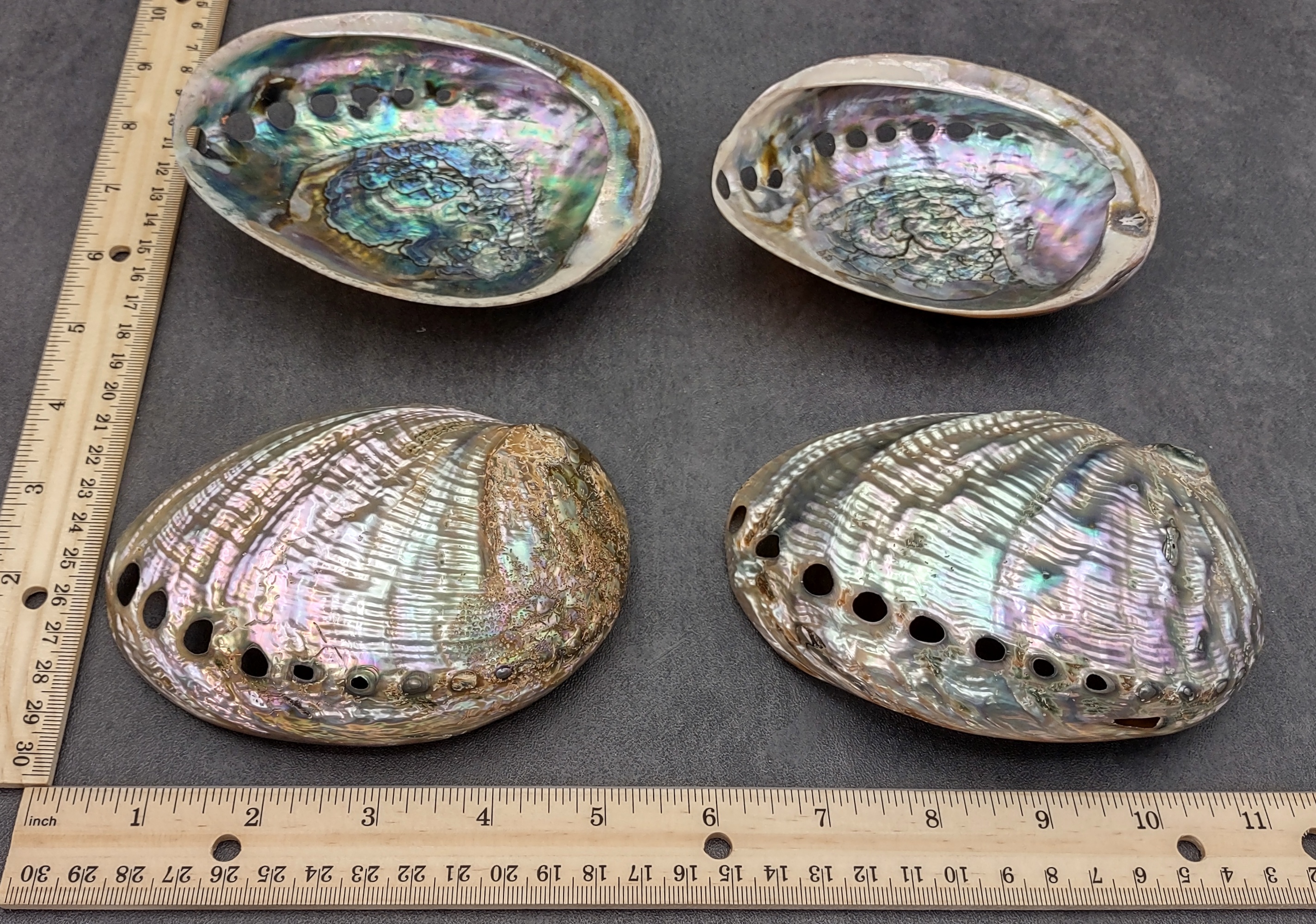 Green Abalone Sea Shell - Ace of Vase