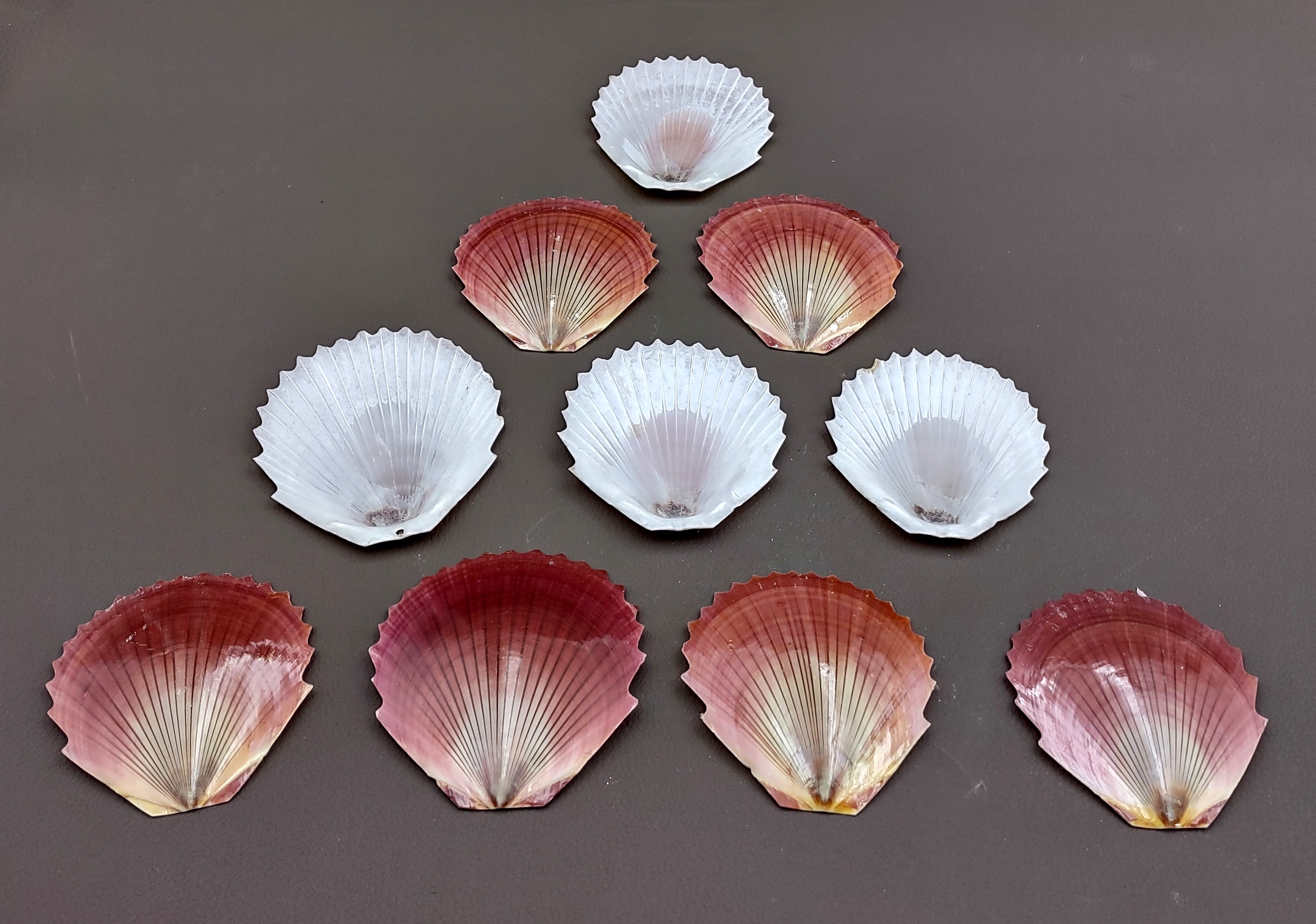 Pectin Scallop Shell | Paired Front & Back | Beach Shells | Natural Decor