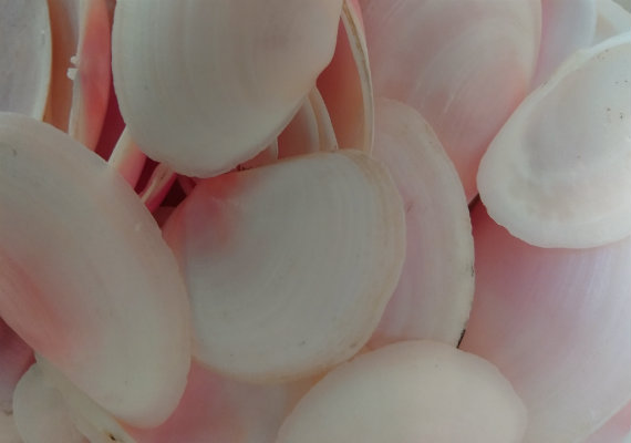 Clam Shell Pink Auburn shades on White 5.5 by 5.5